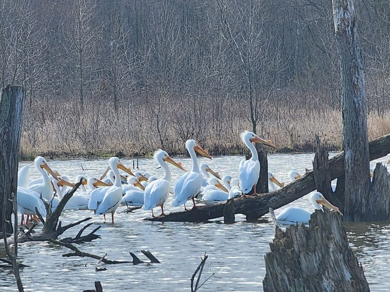 Swamp Restoration Project Brings Back Vanished Indiana Ecosystems