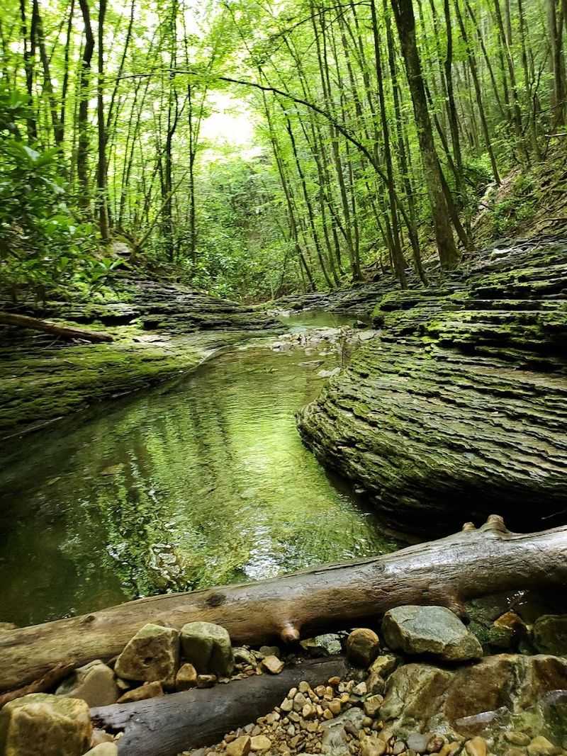 Wildlife and Forest Life Along the Way