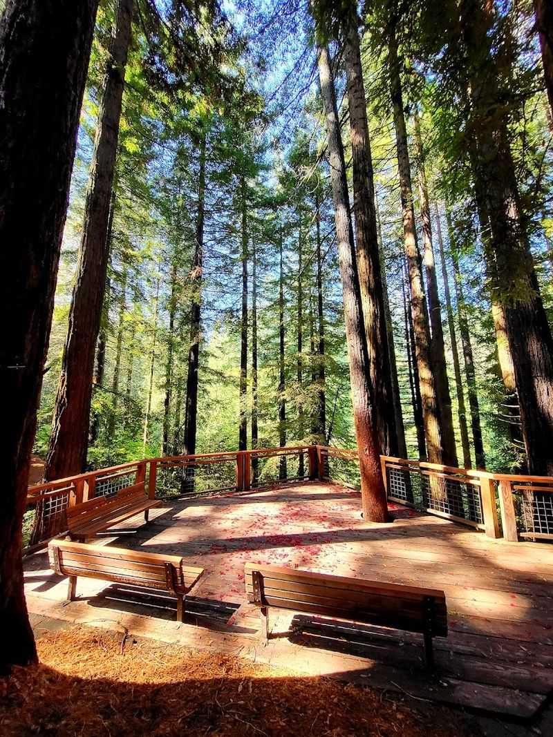 The Redwood Observation Deck: A View Unlike Any Other
