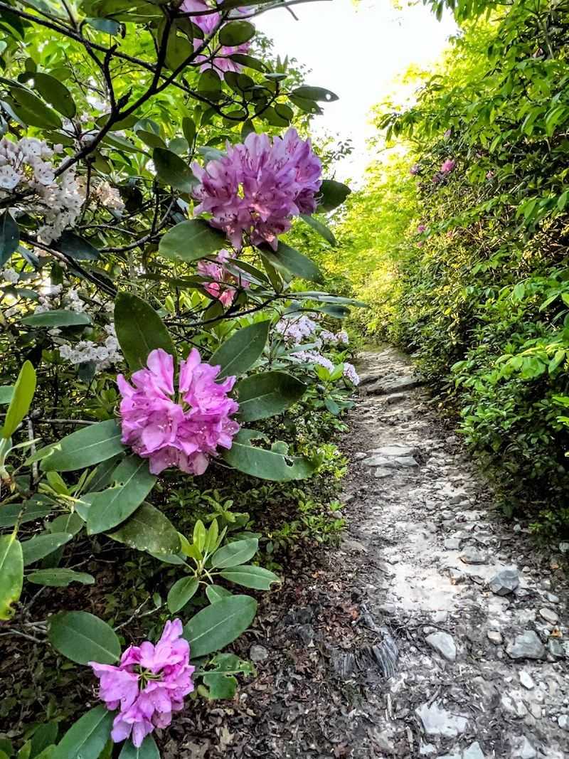 The Hike Up Brumley Mountain