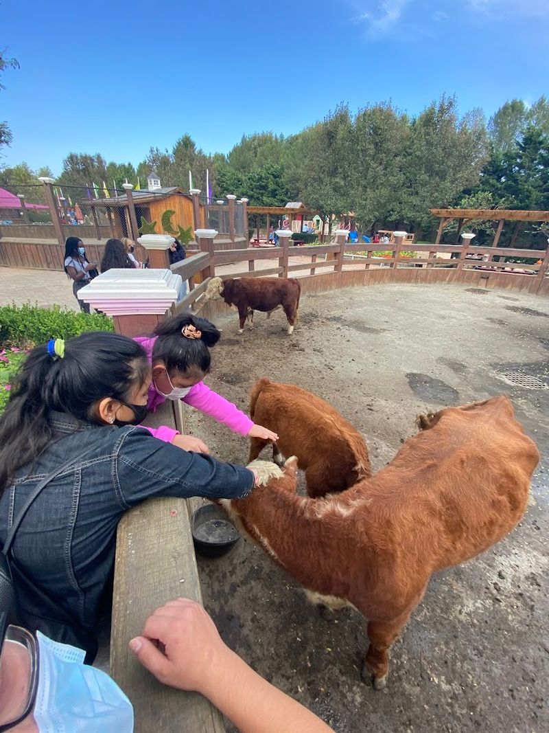 The Petting Farm Keeps Kids Fully Engaged