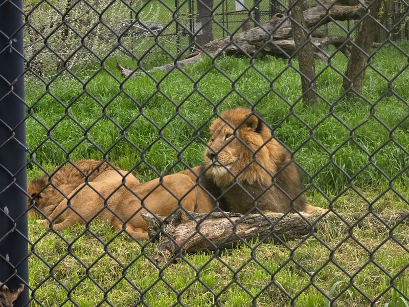 Big Cats, Lions, and Cheetah Encounters