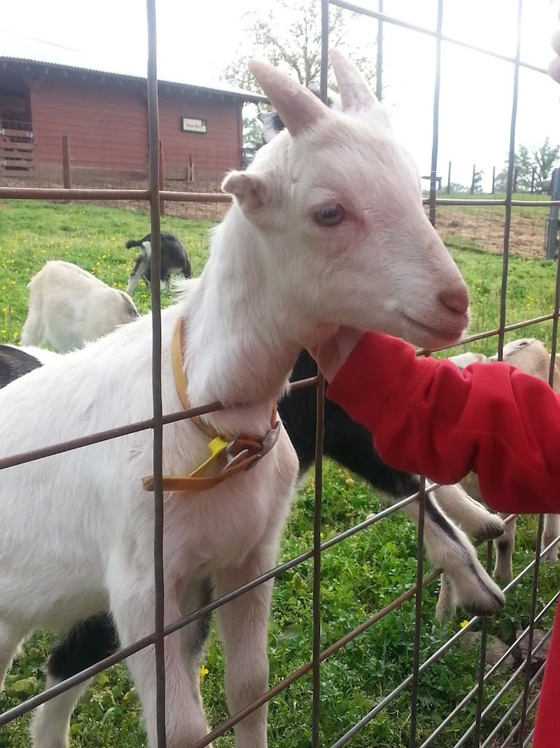 Bottle Feeding Baby Goats at Heifer Ranch