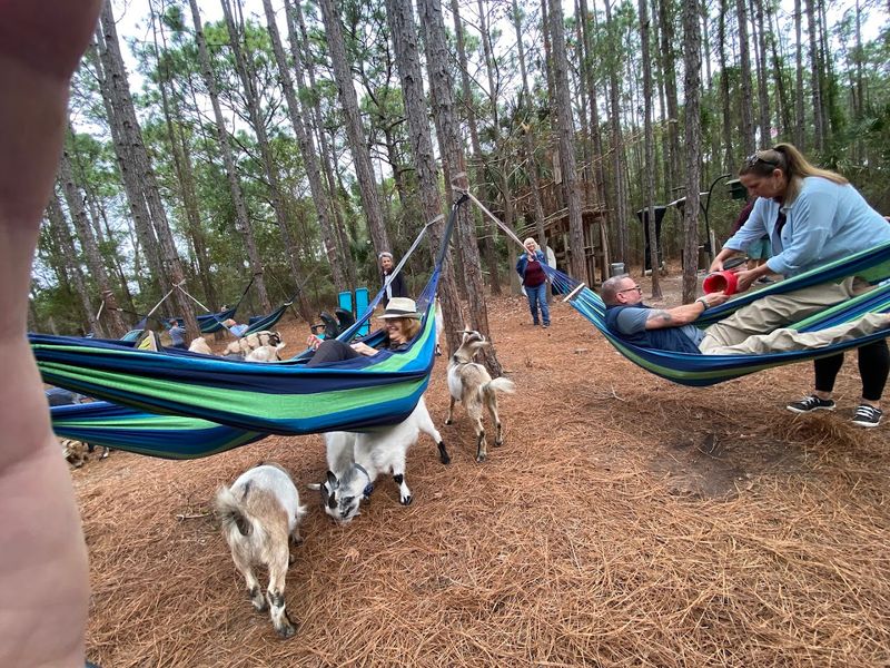 Hammock Meditation Beneath the Trees