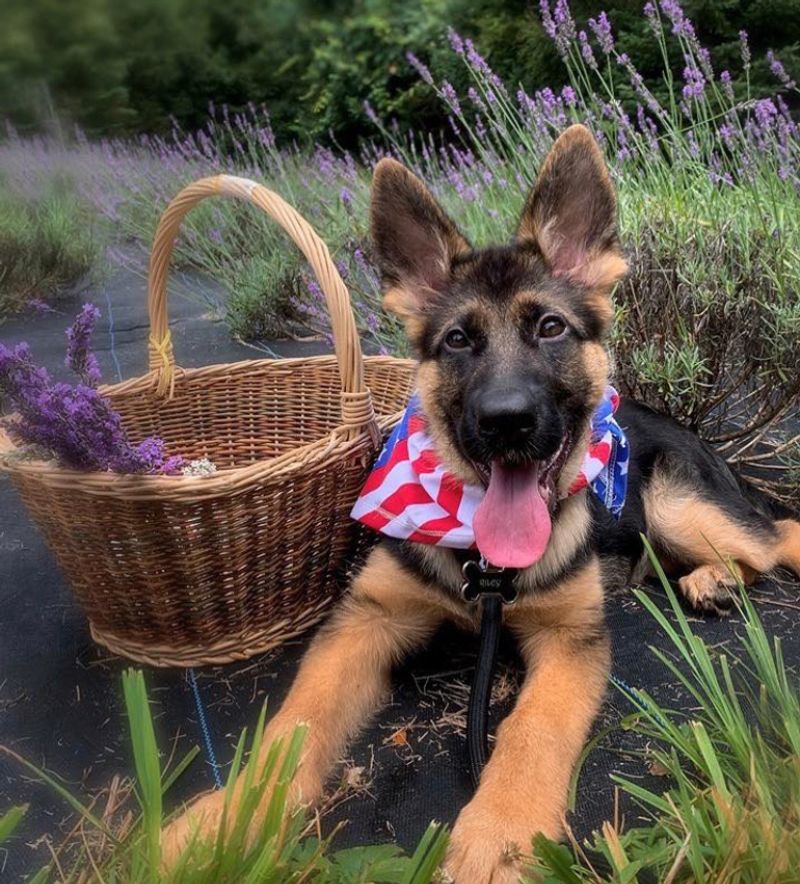 A Dog-Friendly Destination That Welcomes Your Furry Travel Companion