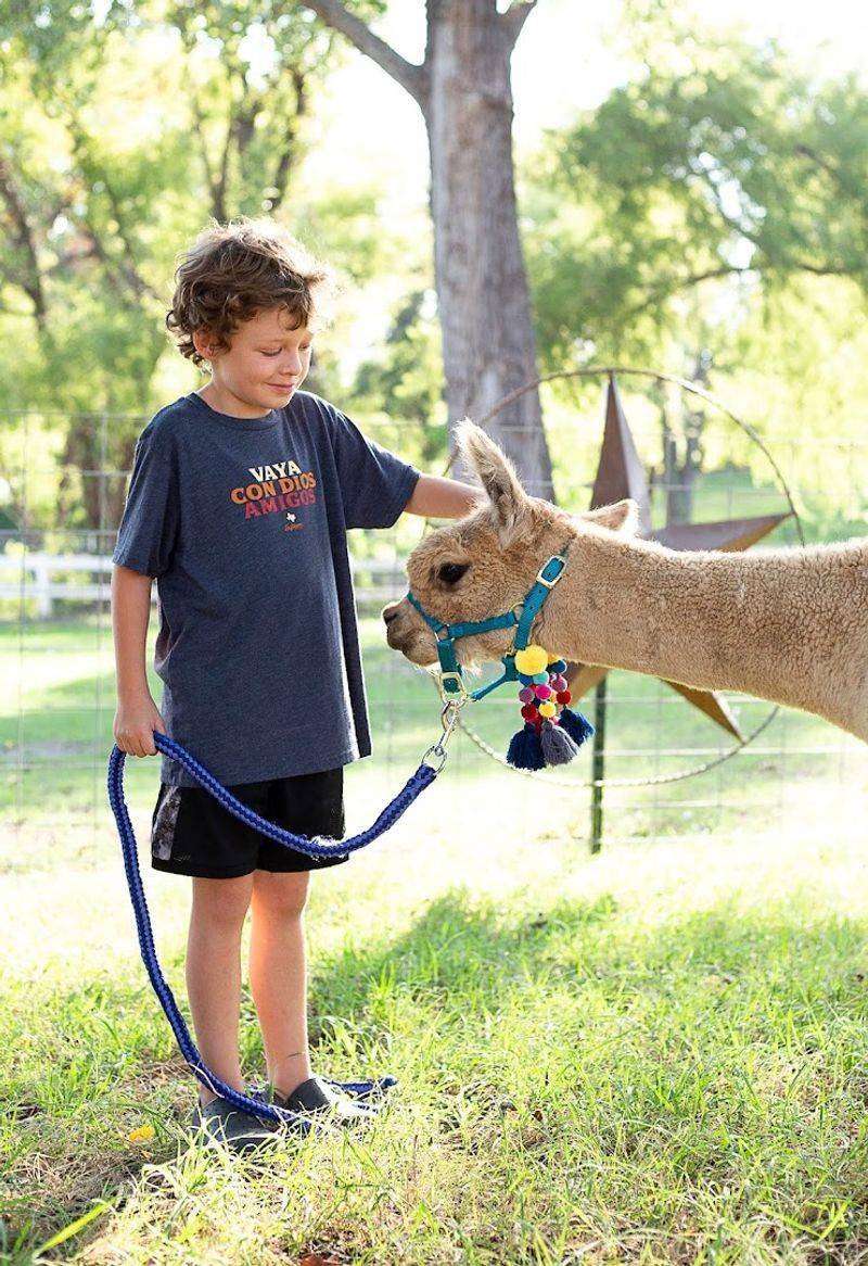 Meeting the Camels Up Close