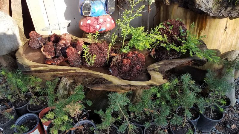 The Burl Shops and the Quirky Local Character of Highway 101