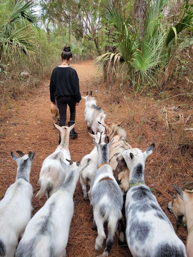 Guided Nature Walks With the Goat Herd