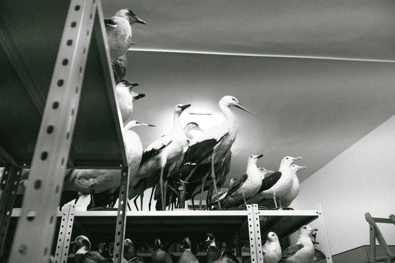 Taxidermy, Bones, and Natural Curiosities on Display