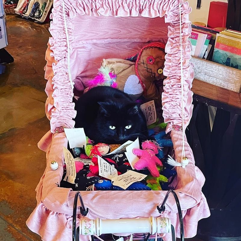 The Resident Cat Who Runs the Place