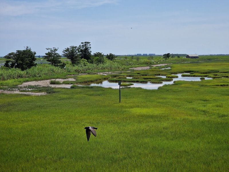 Planning Your Visit to The Wetlands Institute