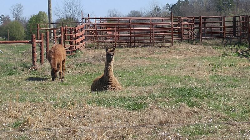 Farm Animal Encounters Beyond the Goats
