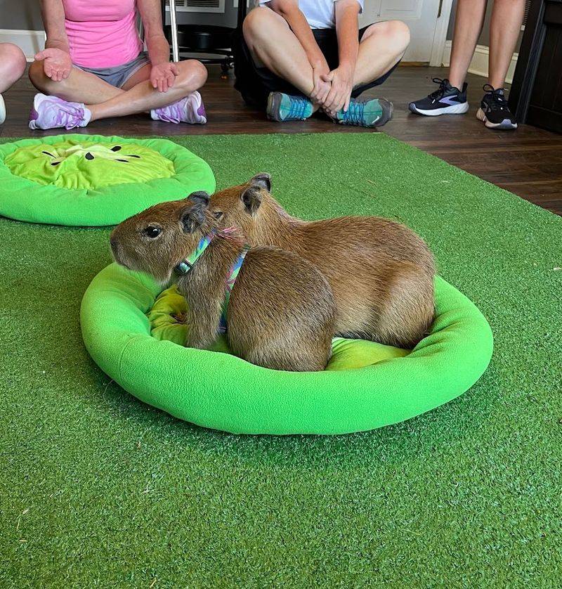 Meet the Capybaras: What These Animals Are Really Like