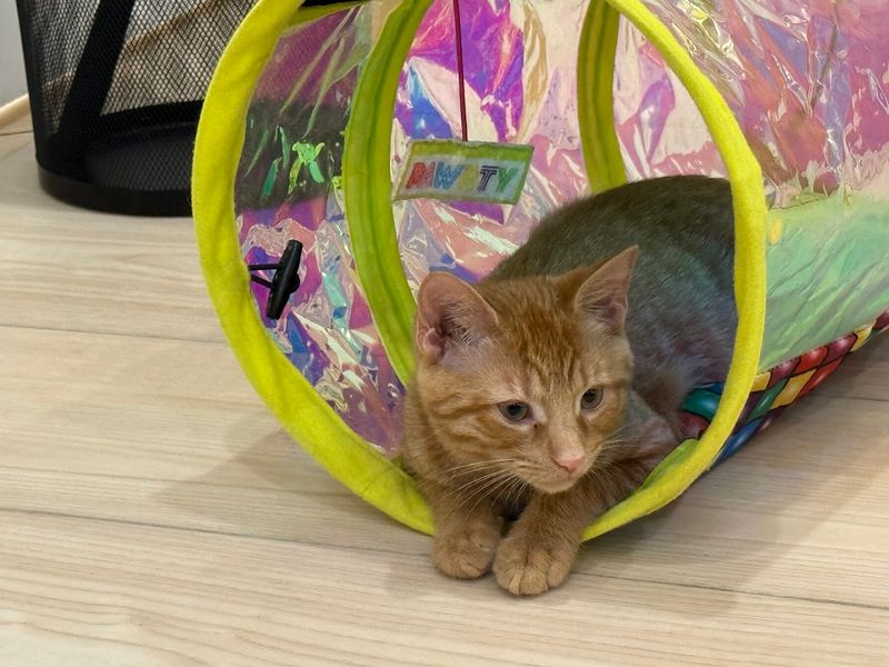 Adoptable Rescue Kittens Roaming Freely