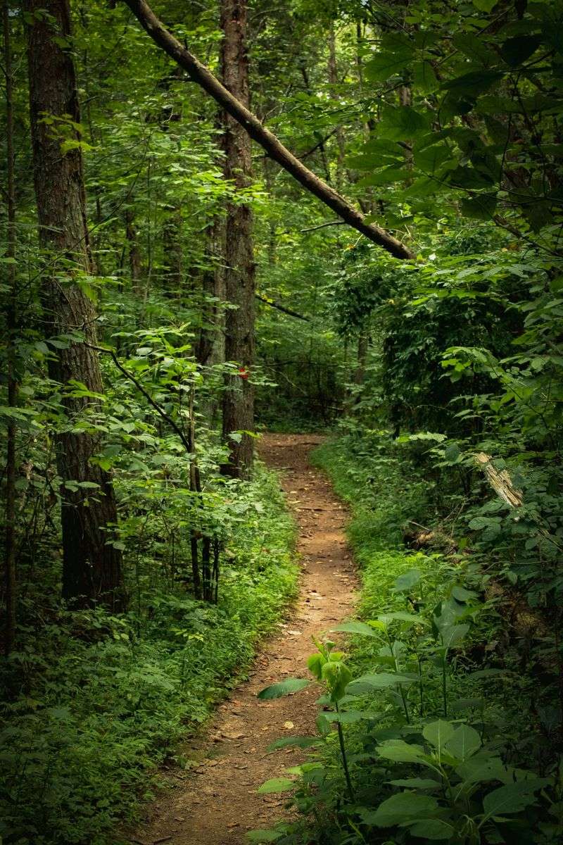 Welch Woods Trailhead