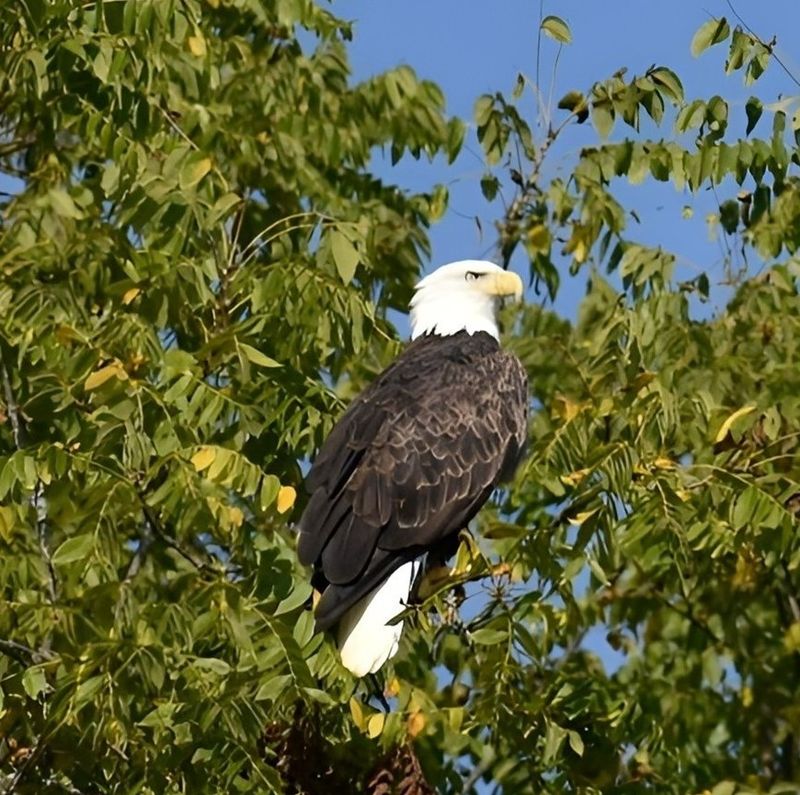 Bald Eagle Sightings Are Practically Guaranteed