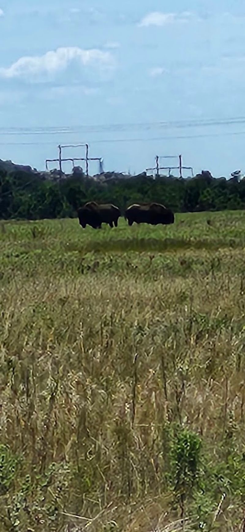 Wildlife Encounters Are Around Every Corner