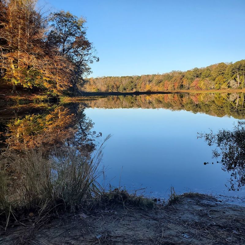 Camping at Pocahontas: Wooded Sites, Yurts, and Cabins Worth Booking Early