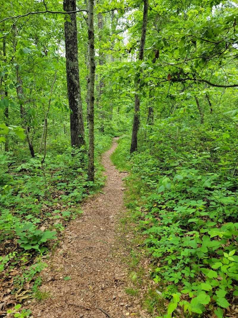 Exploring the Blue Trail Through the Woods