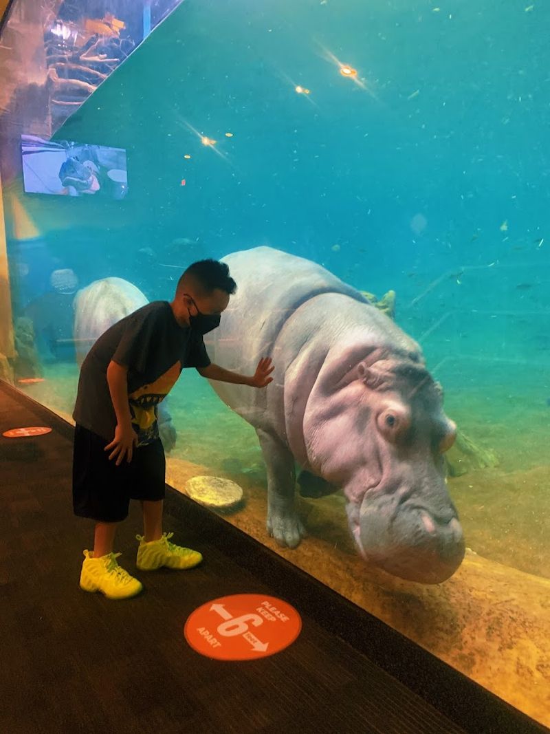 The Hippo Encounter: Getting Up Close in a Way That Feels Almost Unreal