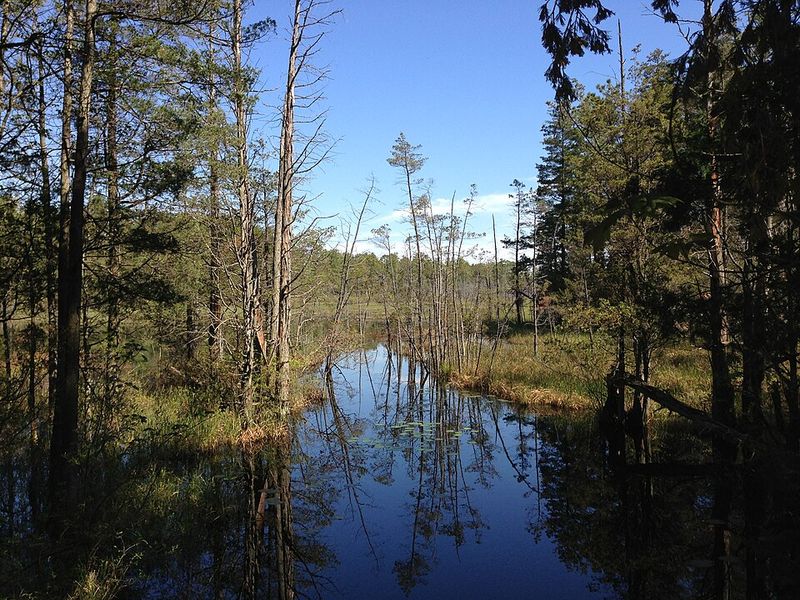 Birdwatching and Wildlife: The Byway's Living Soundtrack