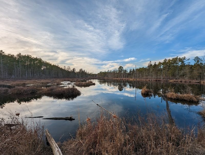 Wildlife Encounters: Bald Eagles, Frogs, and Pine Snakes