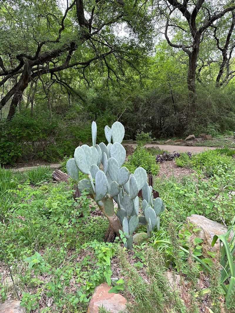 The Herb Garden and Its Frontier Pharmacy Roots