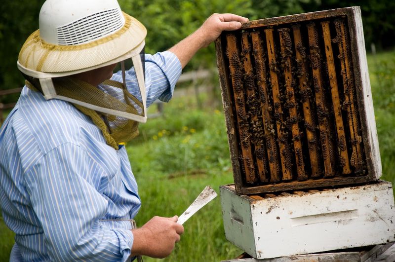 Private Beekeeping Lessons for Aspiring Beekeepers