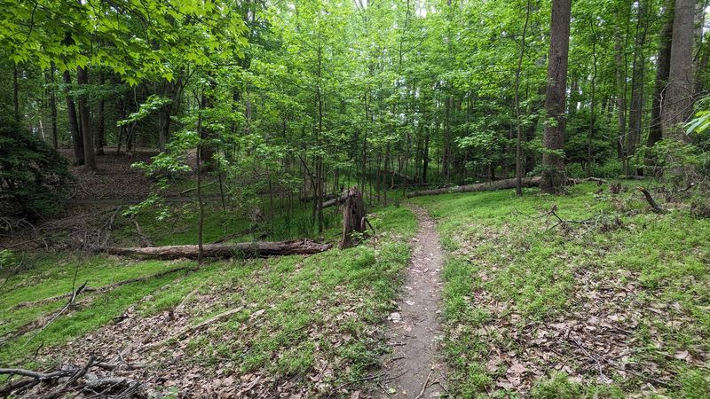 Long Pond Trail: Giant Oaks and Waterside Magic