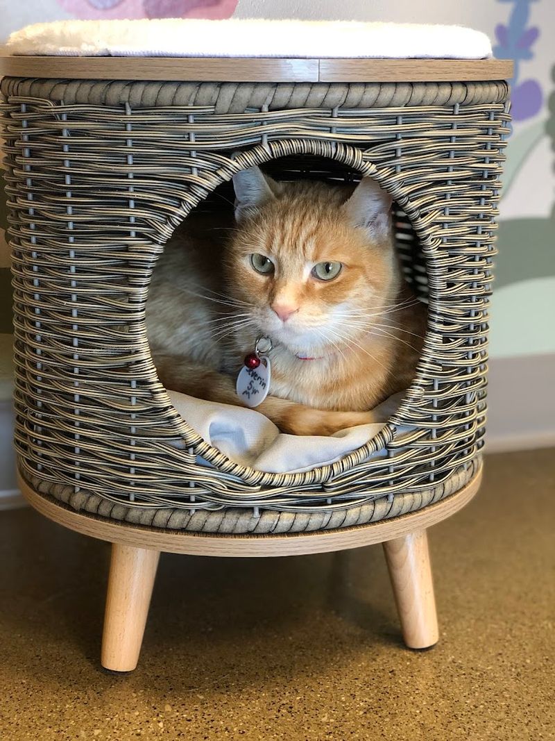 Spending Time with Cage-Free Adoptable Cats in the Cat Lounge