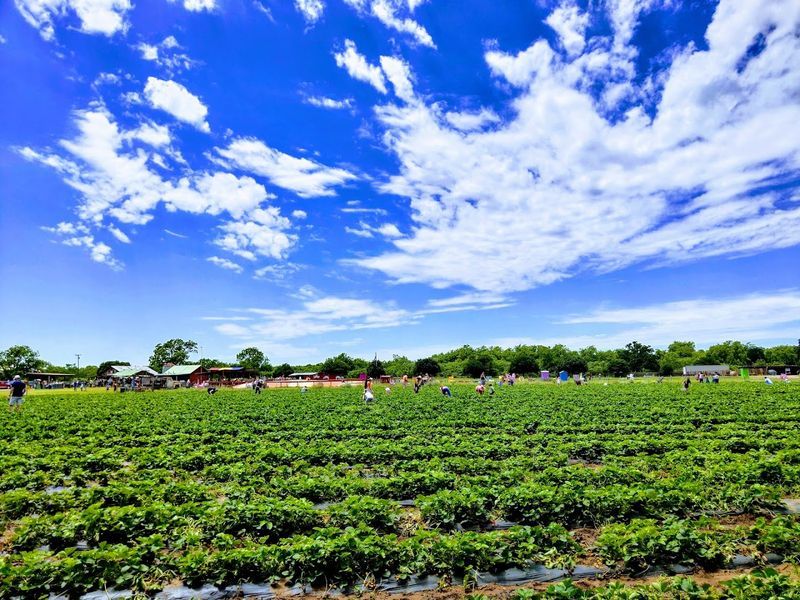 The Setting: Texas Hill Country at Its Most Charming