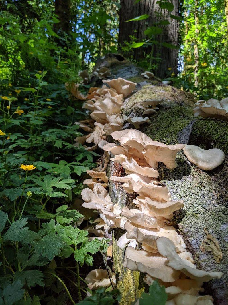 Blackberries, Mushrooms, and Wild Finds