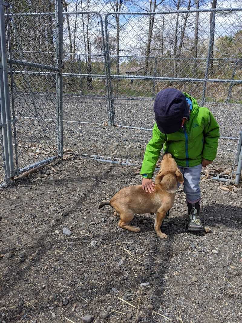 Small Animals, Big Impact: Cats, Dogs, and Beyond