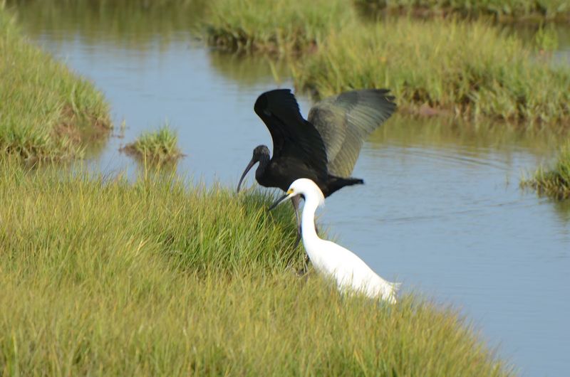 Birding Along the Marsh Trail