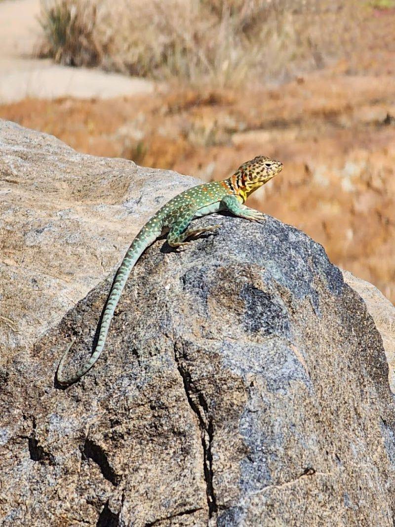 Wildlife You Might Encounter Along the Way