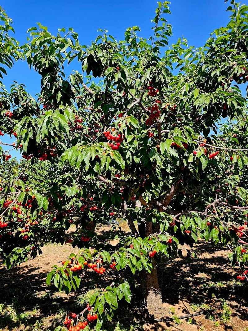 An Arizona Harvest Stop Worth The Drive