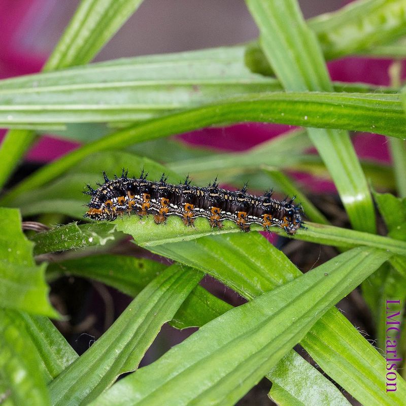 What To Expect When You Visit During Butterfly Season