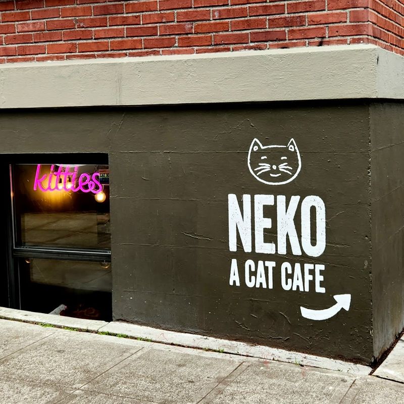 The Japanese Word For Cat Painted Across The Front
