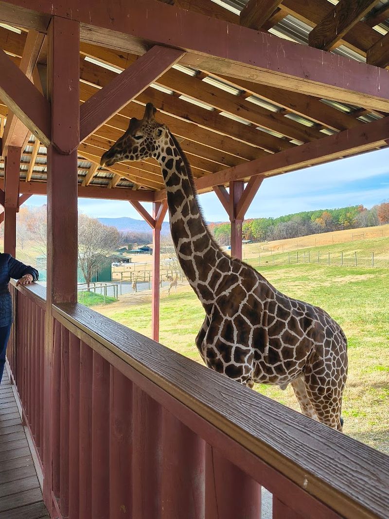 Virginia Safari Park, Natural Bridge