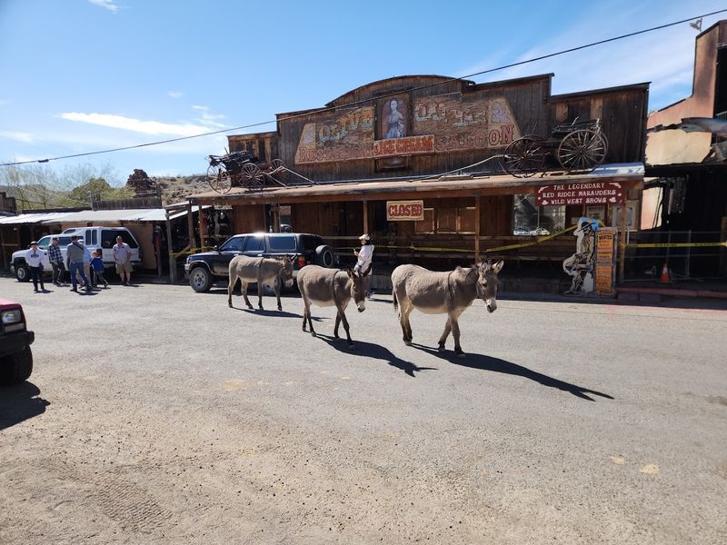 The Wild Burros of Oatman: How They Got Here