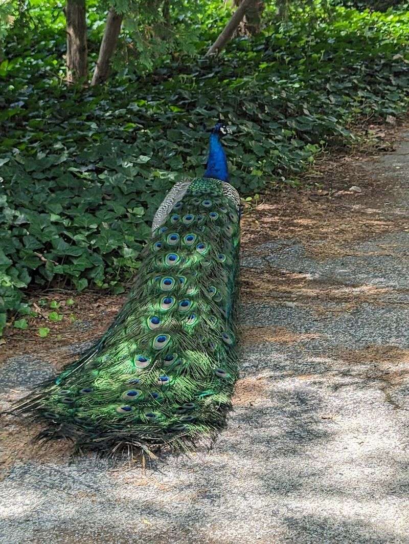 Scenic Nature Trails Perfect for Exploring at Your Own Pace