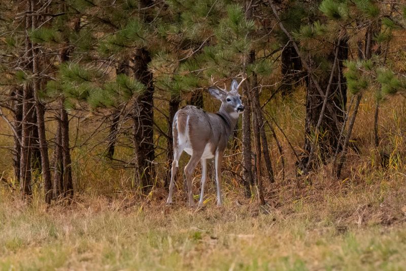 Wildlife You Actually See Here