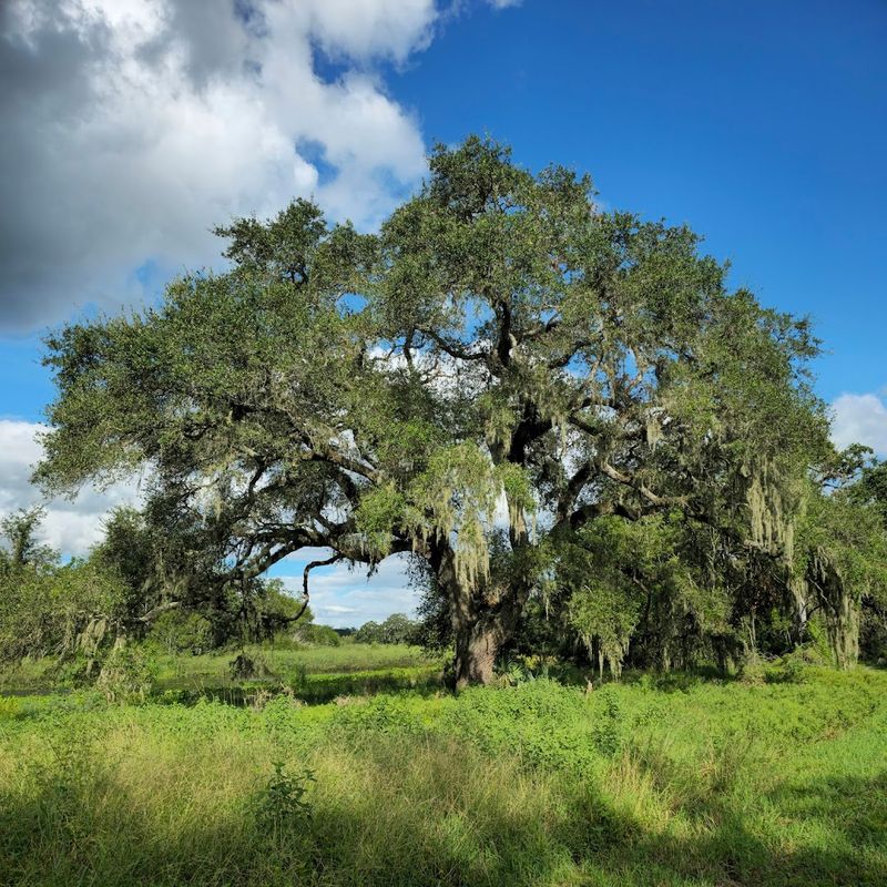 Brazos Bend State Park 