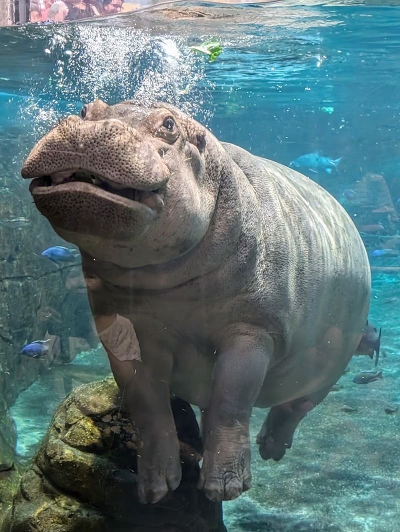 Chickie's and Pete's Inside the Aquarium: Real Food in an Unexpected Place