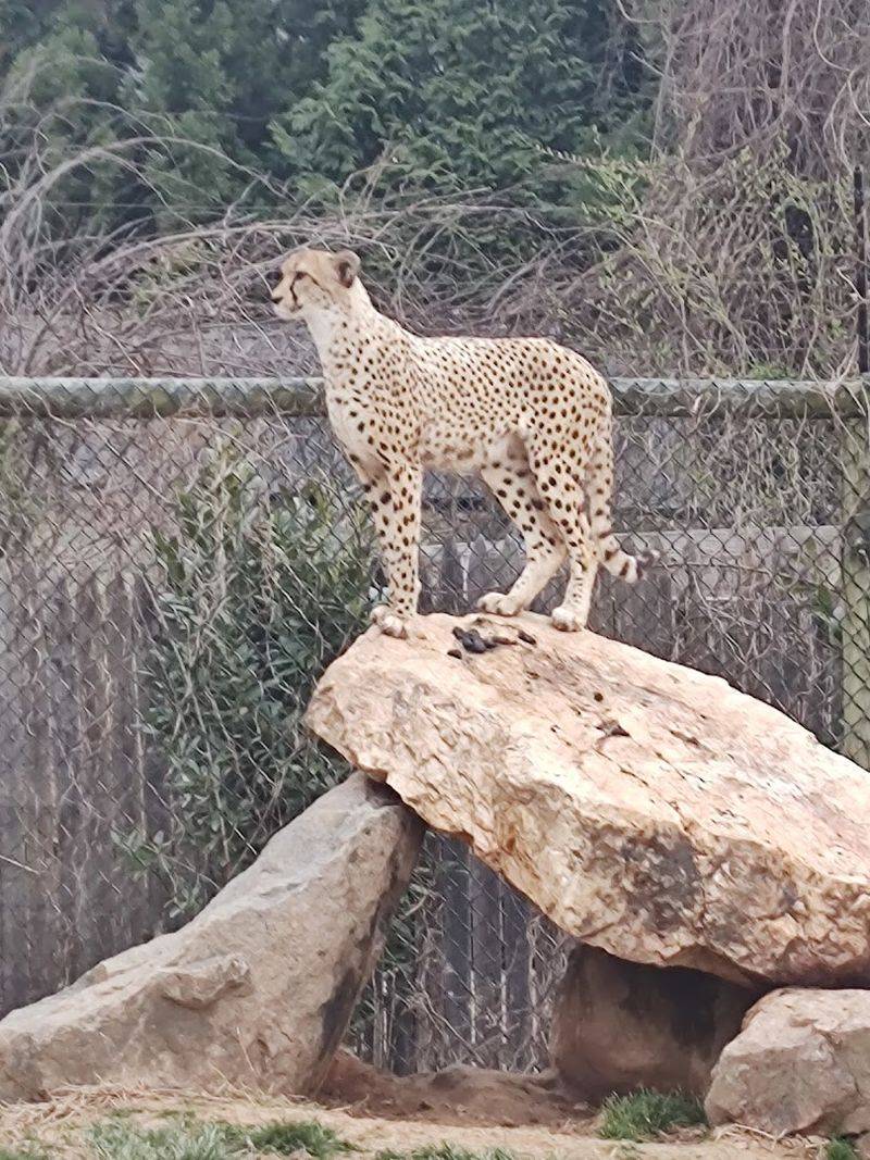 Cheetahs in Virginia, Yes You Read That Correctly
