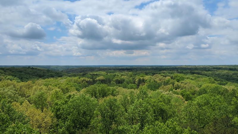 Wildlife Watching in an Undisturbed Hardwood Forest