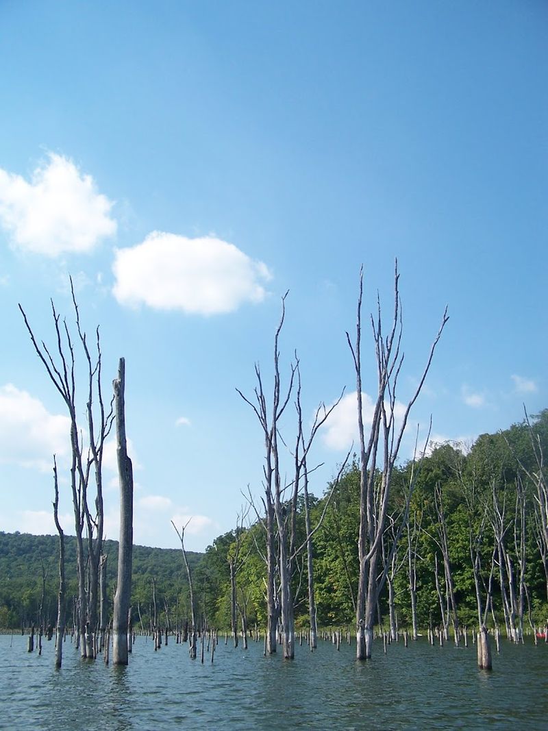 The Standing Dead Trees at the Northern Edge