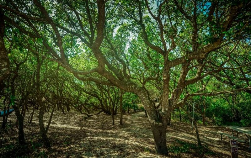 The Maritime Forest That Feels Like Another Planet