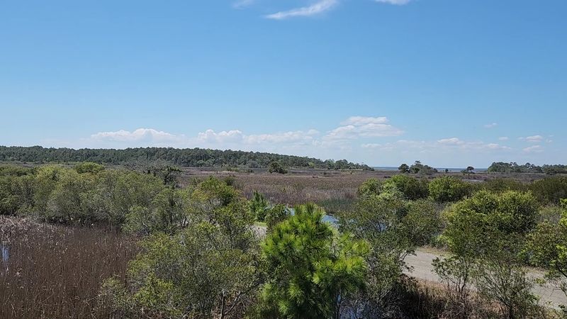 Maritime Forests, Salt Marshes, and Dunes That Go On Forever