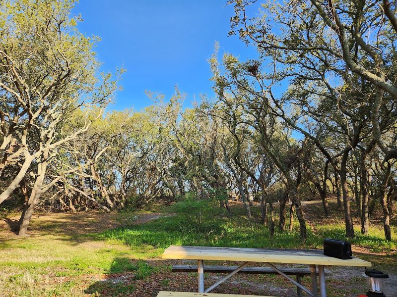 Camping Under the Coastal Canopy